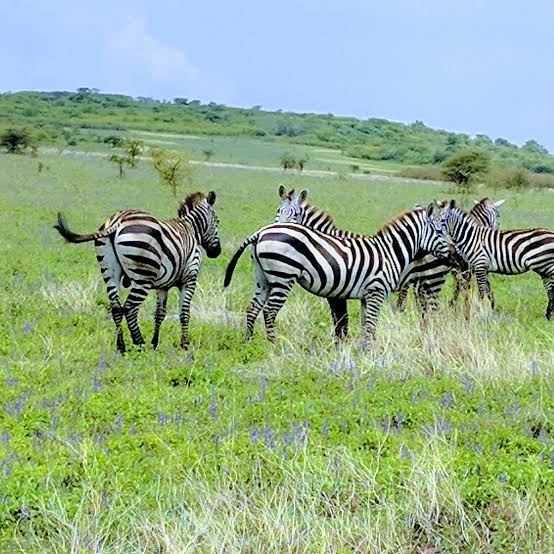 Savanna Grasslands