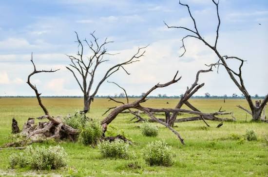Savuti Marsh