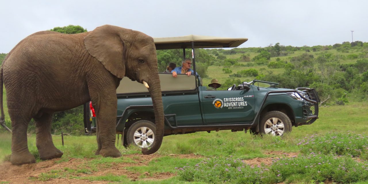 Schotia Safaris Private Game Reserve