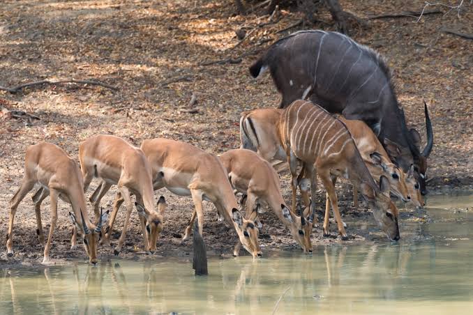 Seasonal Waterholes
