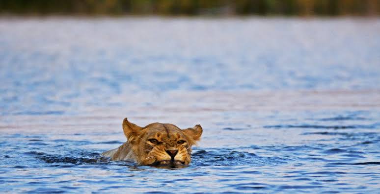 Selinda Lagoon