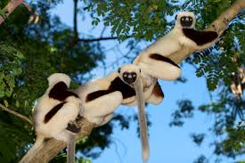 Sifaka Observation Areas