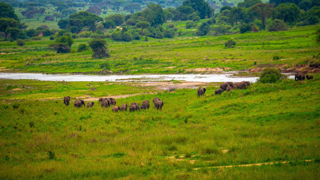 Silale Swamp