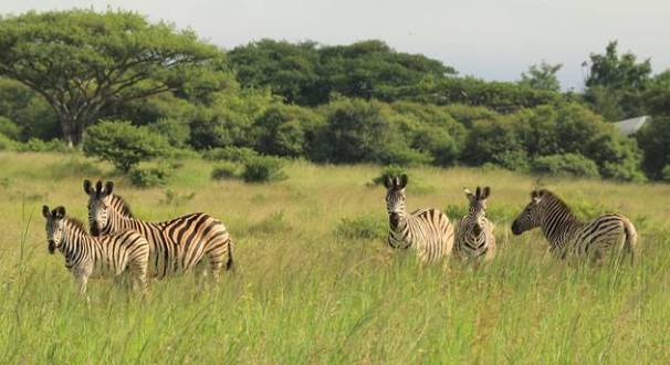 Spioenkop Nature Reserve