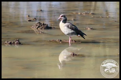 Stofdam Waterhole