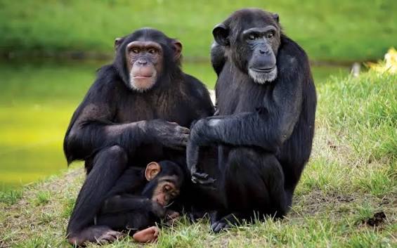 Sweetwaters Chimpanzee Sanctuary
