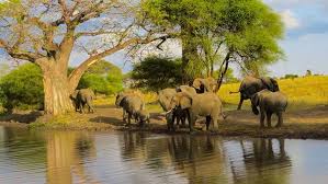 Tarangire National Park