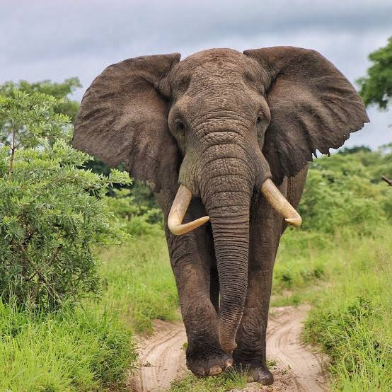 Tembe Elephant Park