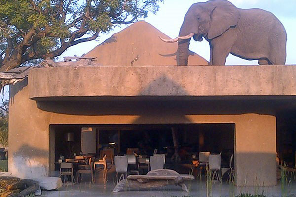The Elephant Room at Sabi Sabi