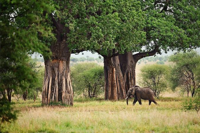 The Great Tarangire Baobab