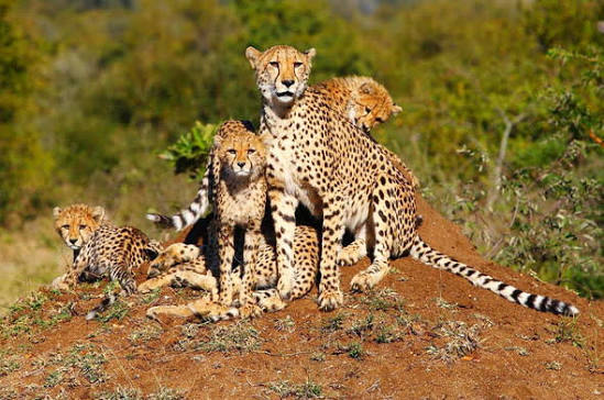 Thornybush Private Game Reserve