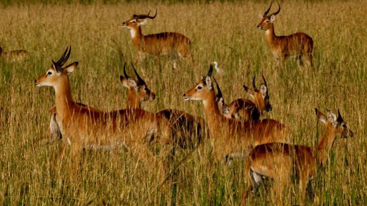 Toro Semliki Wildlife Reserve