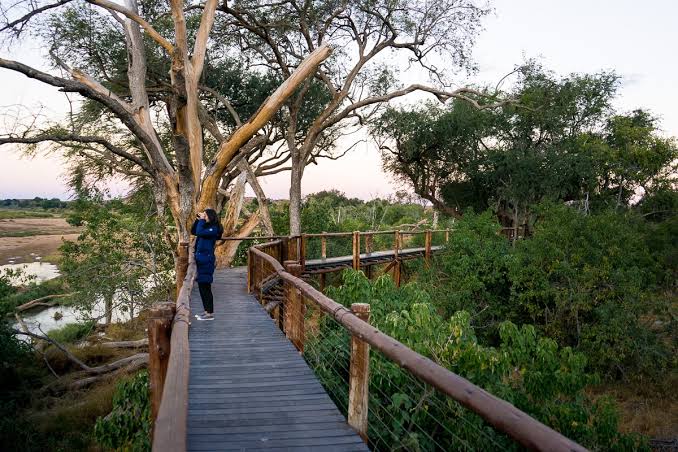 Tree Top Walk