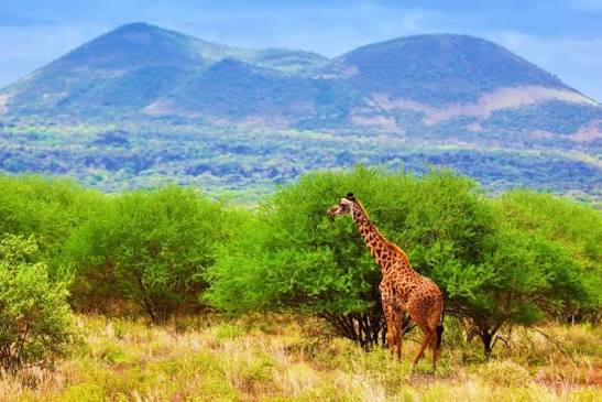 Tsavo East & West