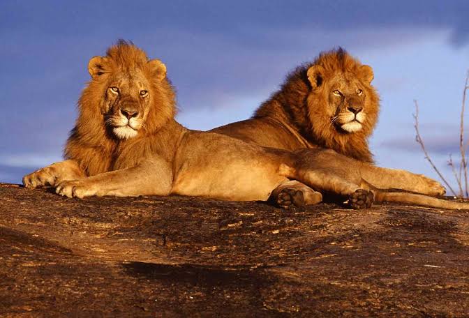 Tsavo West National Park