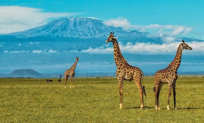 Tsavo West National Park Borderlands