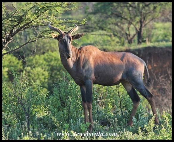 Tsessebe Loop