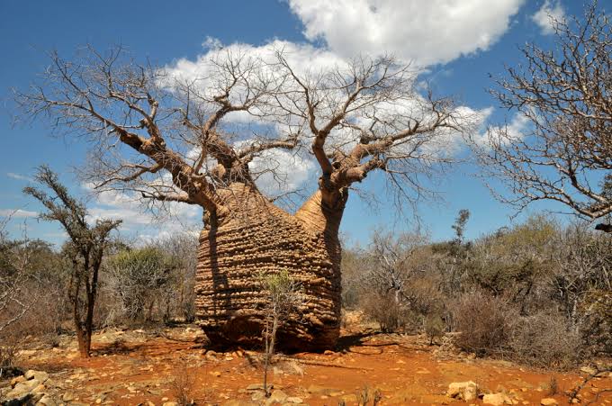 Tsimanampetsotsa National Park