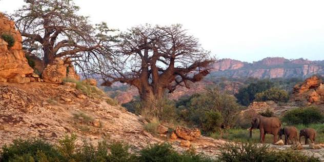 Tuli Block