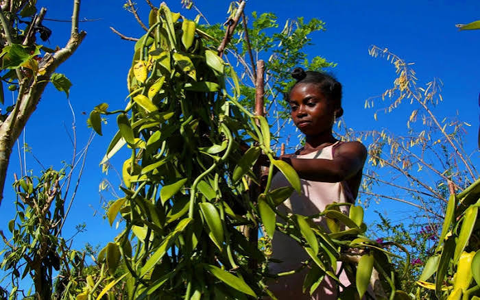 Vanilla Plantations