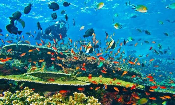 Watamu Marine National Park