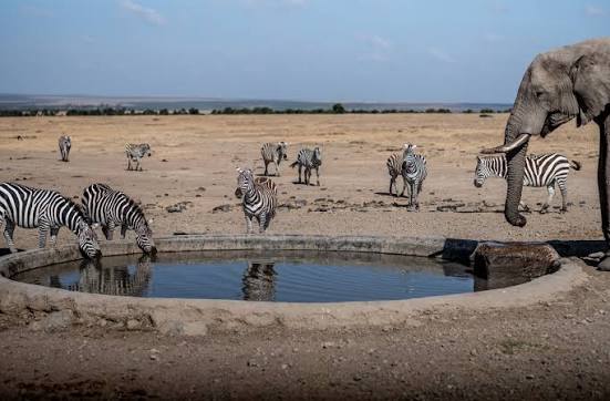Watering Holes