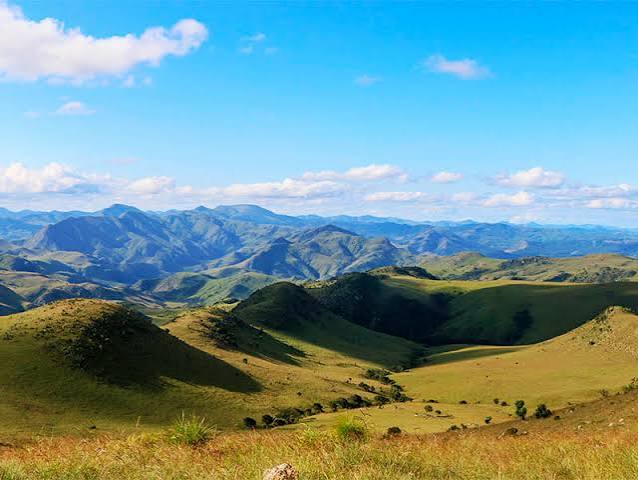 Wildflower Fields