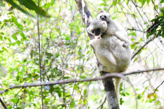 Wildlife Observation Zones