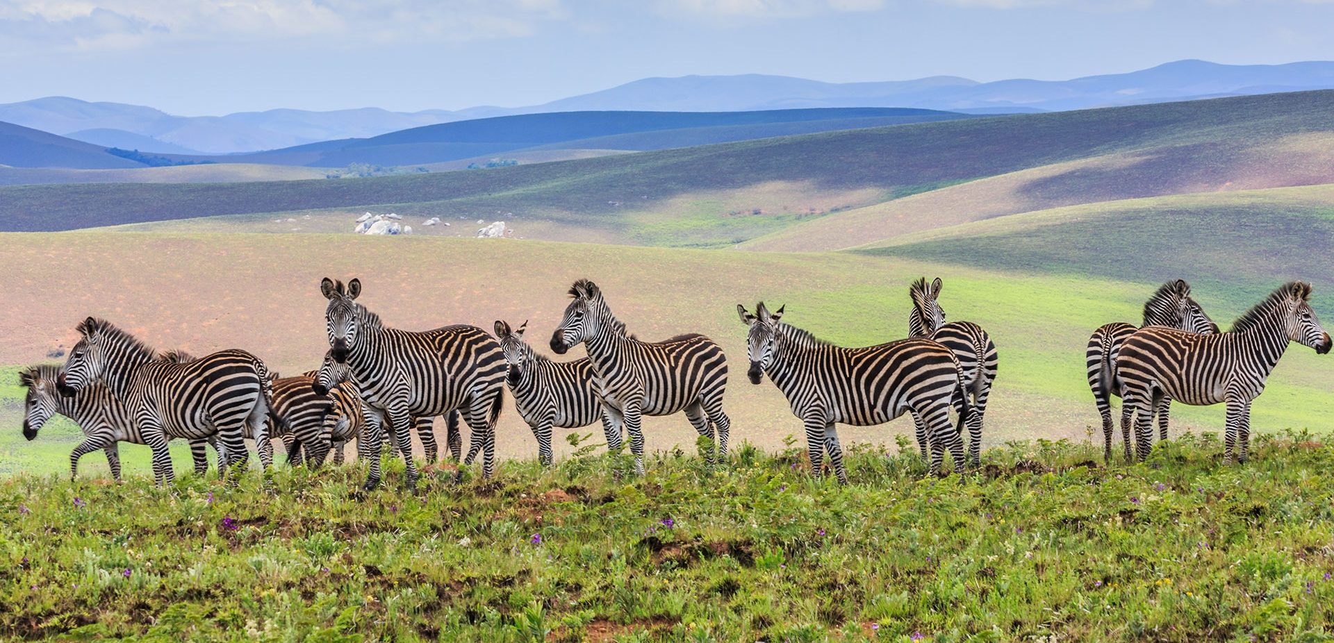 Wildlife Spots