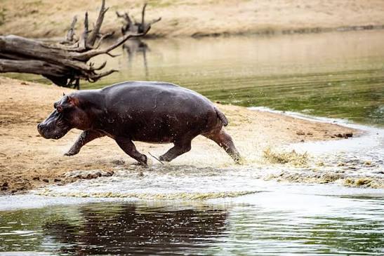 Wildlife Waterholes