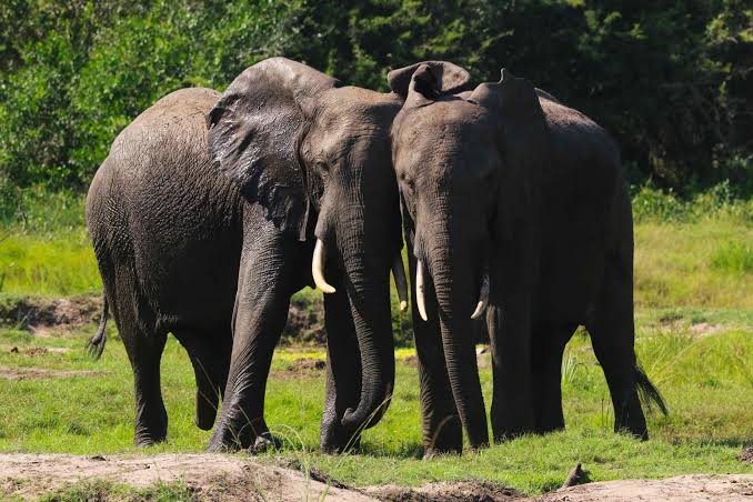 Zululand Rhino Reserve