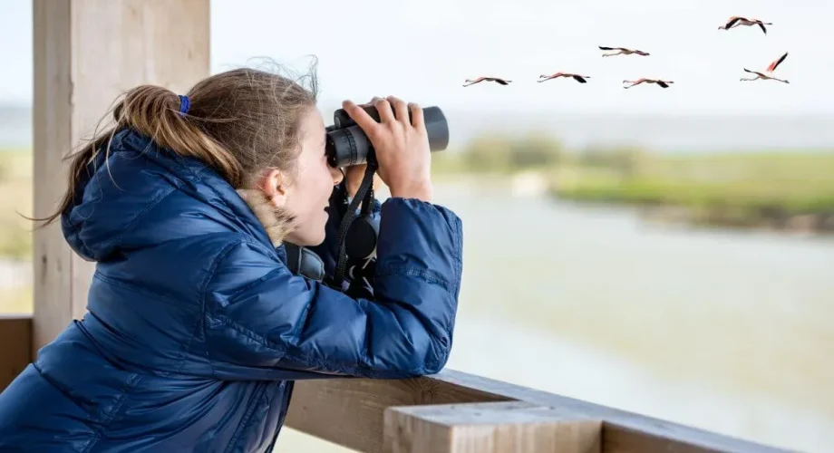 Birdwatching Safari