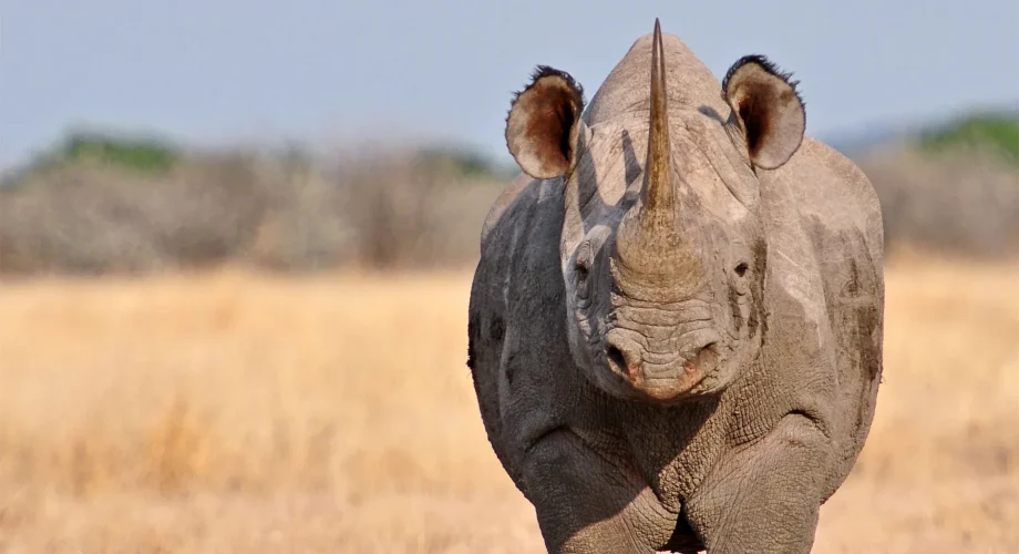 Black-Rhinoceros-endangered-animals-safaris