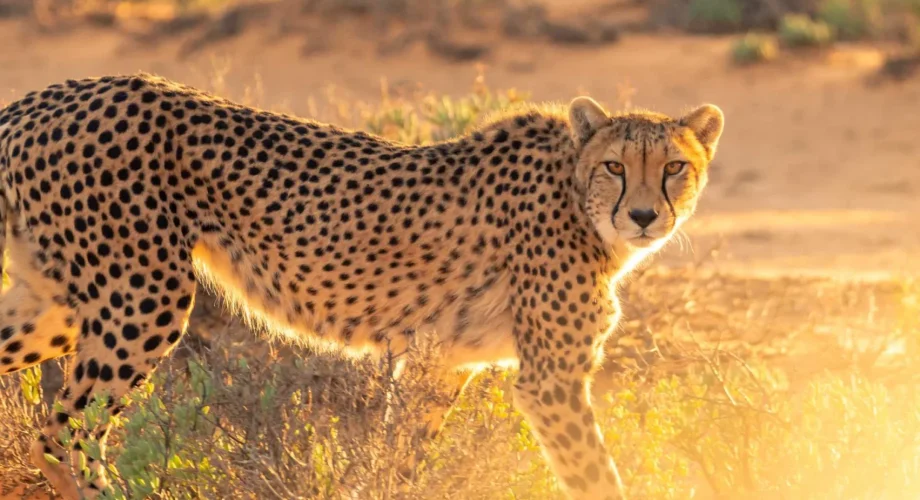 Cheetahs-endangered-animals-safaris