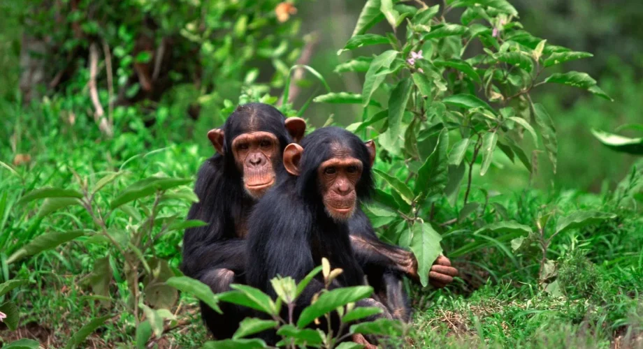 Chimpanzee Tracking in Nyungwe Forest