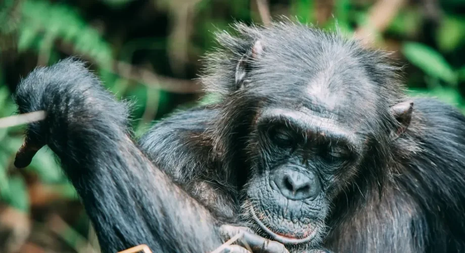 Chimpanzees-endangered-animals-safaris