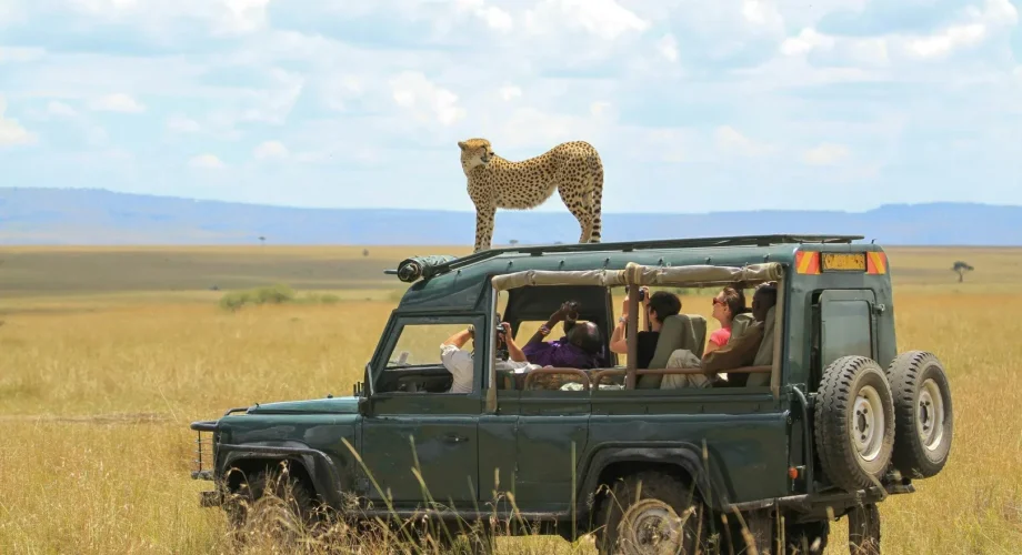 Family-Friendly Safari