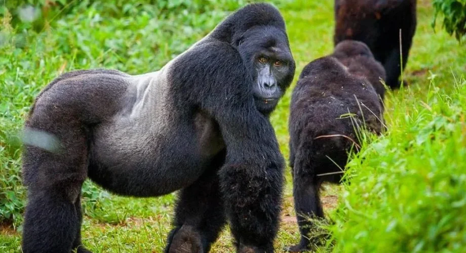 Gorilla-Trekking-in-Bwindi-Impenetrable-National-Park