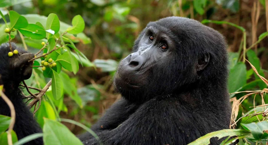 Gorilla-rekking-Uganda-Versus-Rwanda-Which-Is-Better