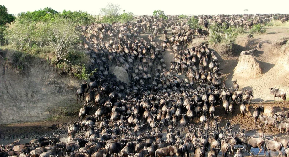 Great-Migration-Wildebeest-Masai-Mara