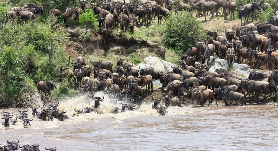 Great Migration along the Mara River