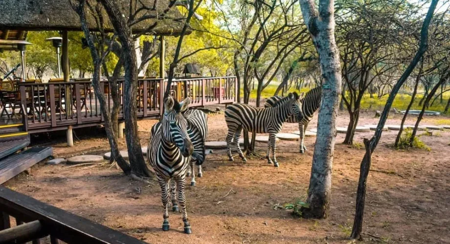 Kruger National Park Travel Adventure Safari