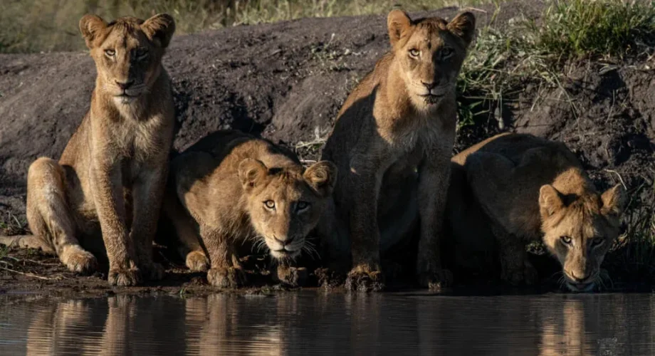 Manyeleti Game Reserve Photographic Safaris