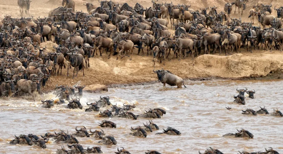 Masai-Mara-vs-Serengeti-Exodus-safaris