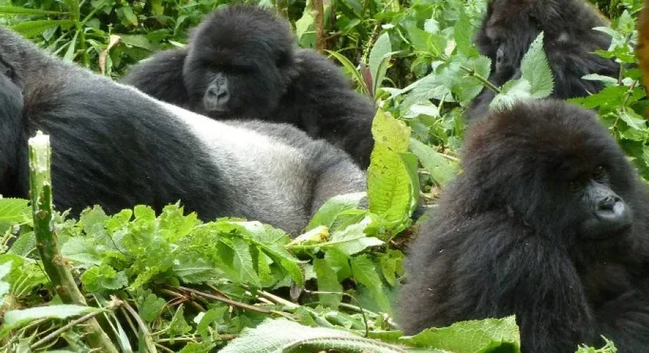 Mountain-Gorilla-Trekking-in-Uganda