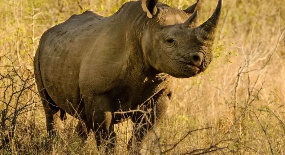 North-Luangwa-National-Park-rhino-Zambia