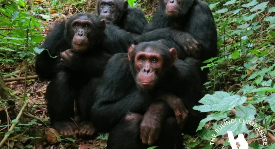 Rwanda Chimpanzee Tracking Safaris