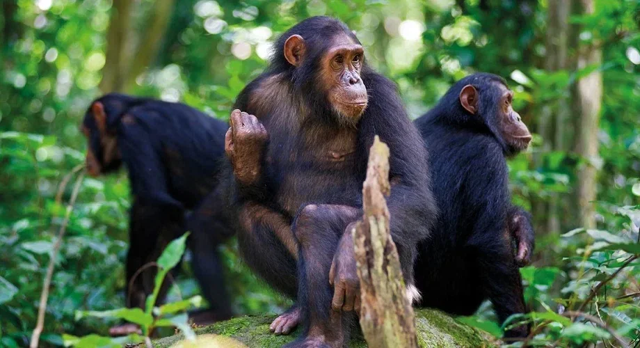 Rwanda Chimpanzee Tracking in Nyungwe Forest