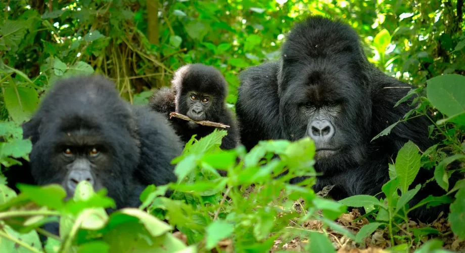 Rwanda Gorilla Trekking in Volcanoes National Park
