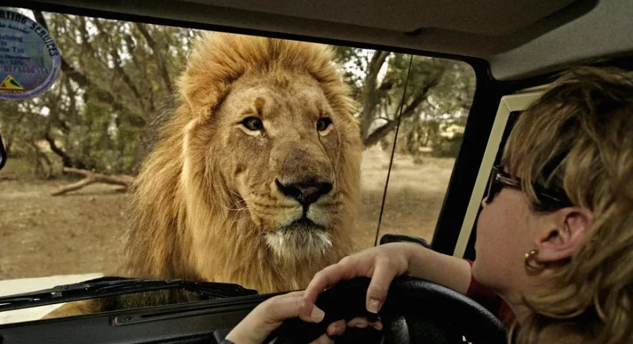 Self-Drive Safari